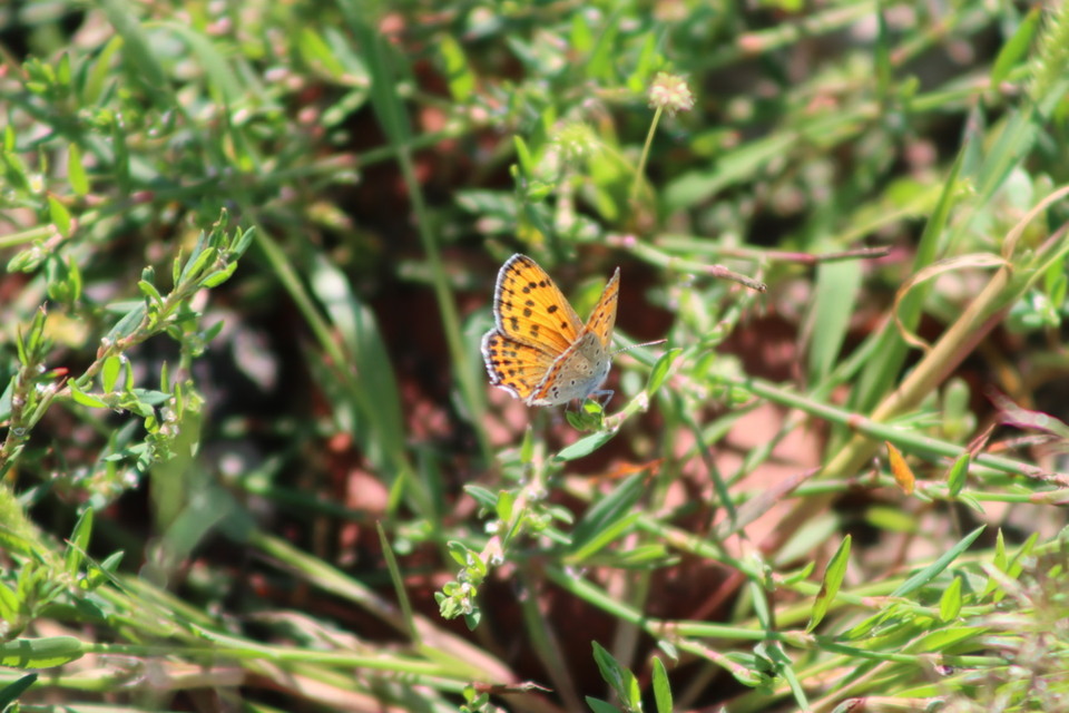 Lycaena thersamon - kis tűzlepke