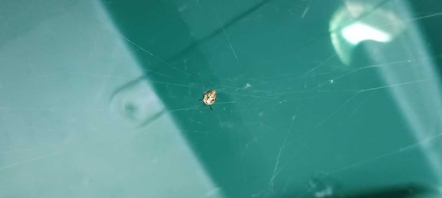 Parasteatoda