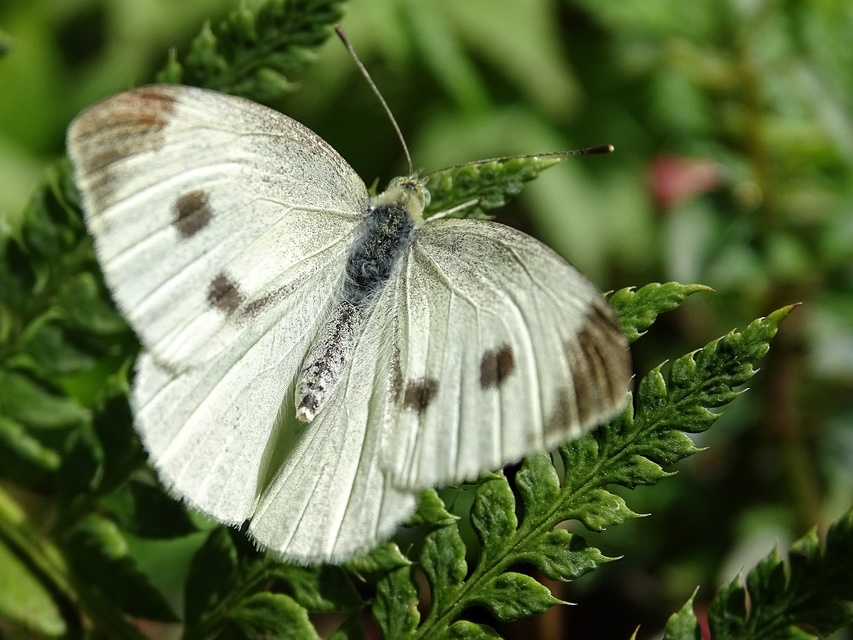 Pieris rapae - répalepke