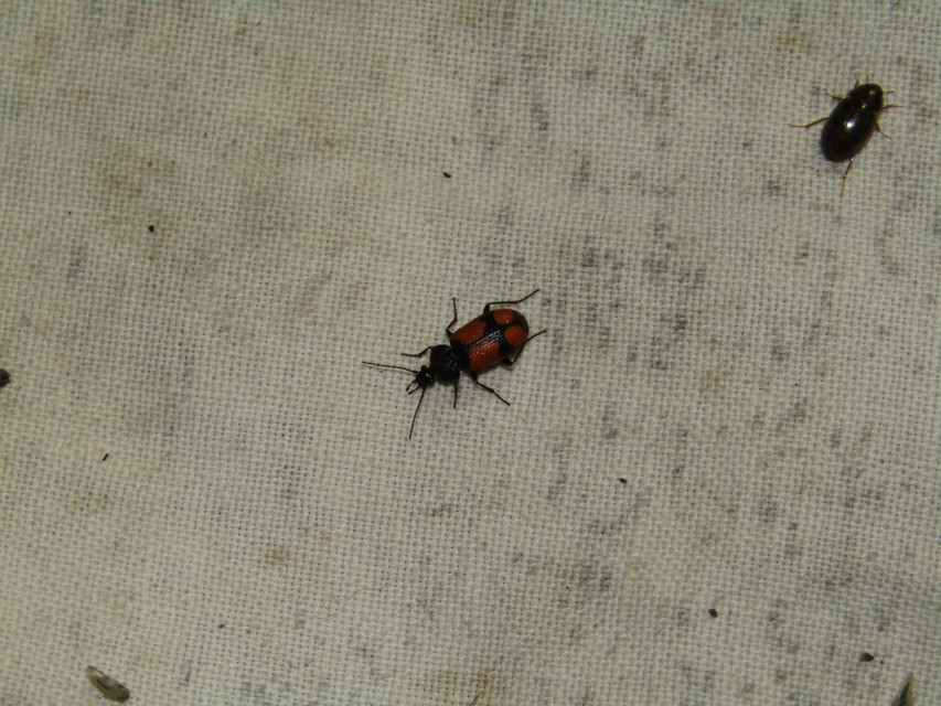 Panagaeus cruxmajor - nagy keresztesfutó