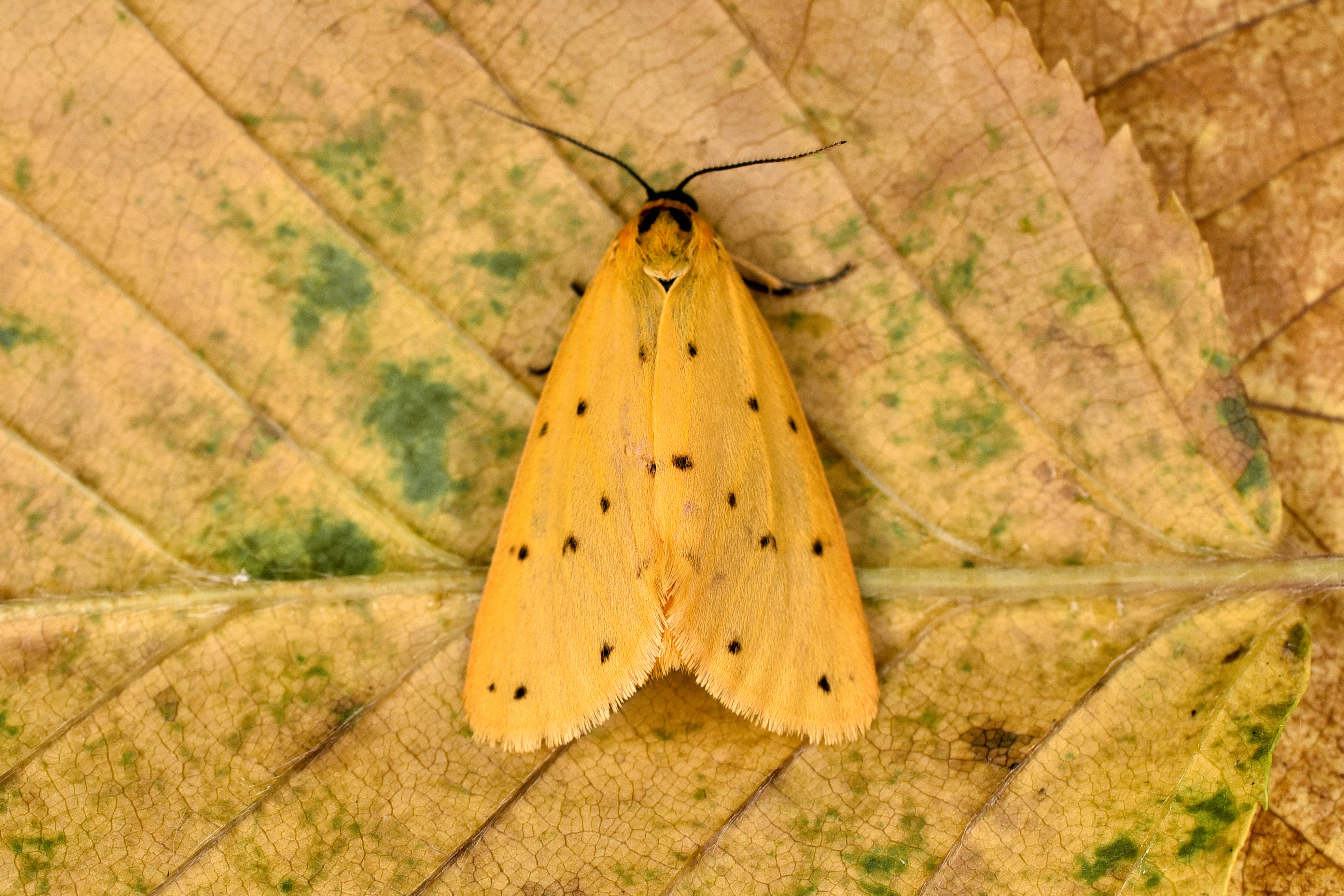 Setina irrorella - nagy molyszövő