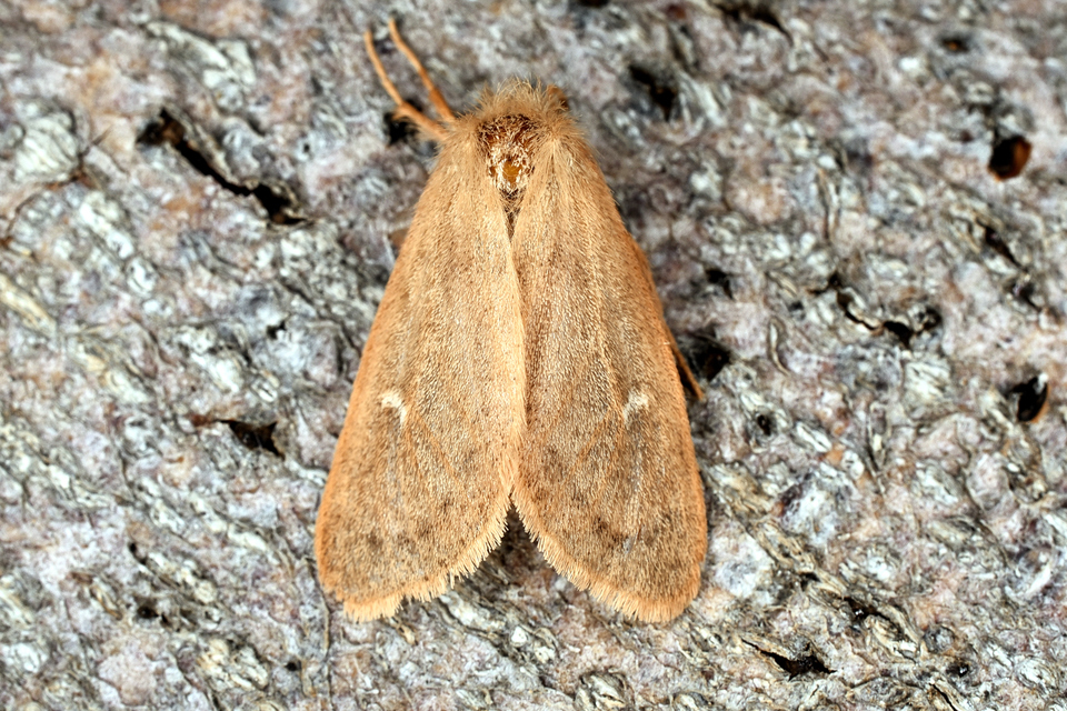 Ocneria rubea - rőt gyapjaslepke