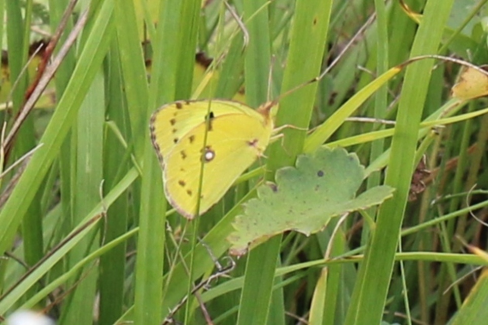 Colias alfacariensis - déli kéneslepke