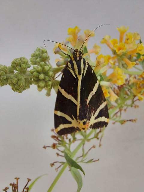 Euplagia quadripunctaria - csíkos medvelepke