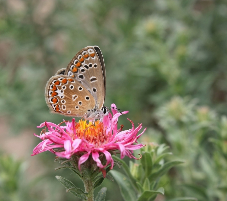 Polyommatus icarus - közönséges boglárka