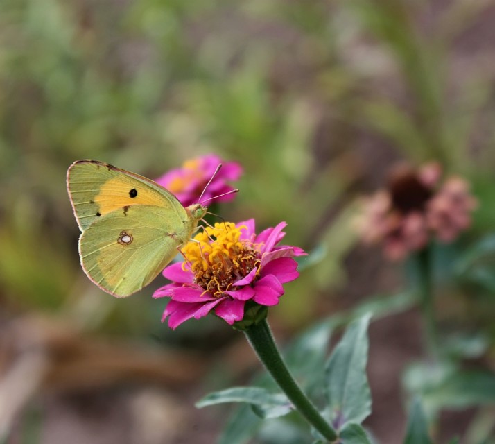 Colias croceus - sáfránylepke