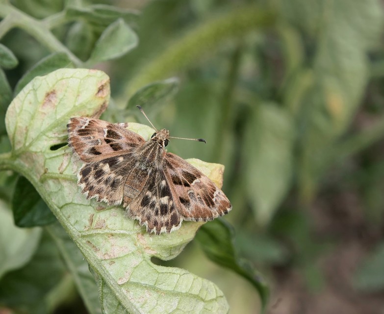 Carcharodus alceae - mályva-busalepke