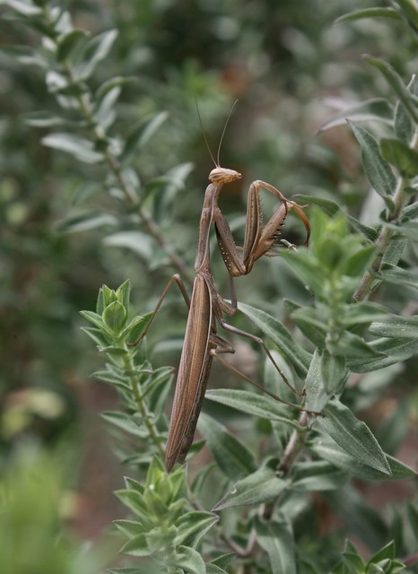 Mantis religiosa - imádkozósáska
