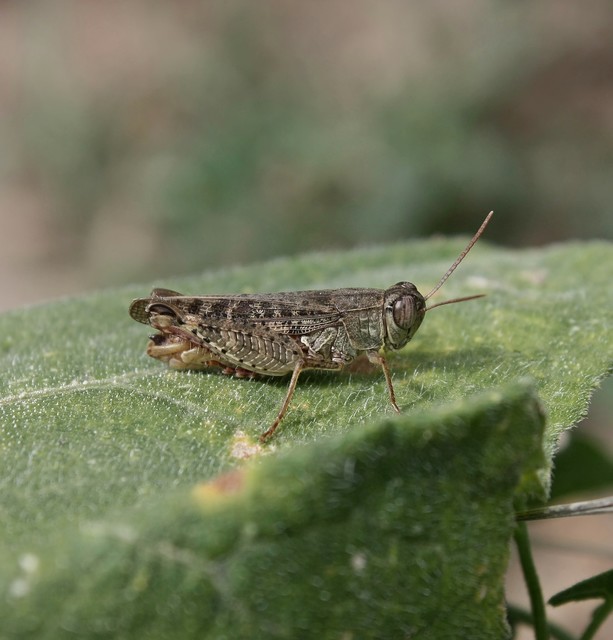 Calliptamus italicus - olaszsáska