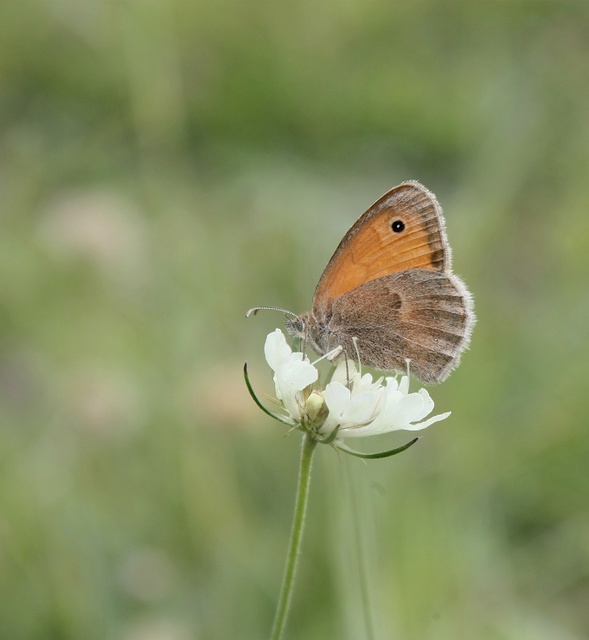 Coenonympha pamphilus - kis szénalepke