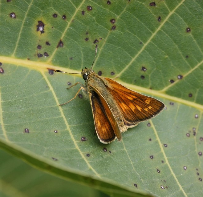 Ochlodes sylvanus - erdei busalepke