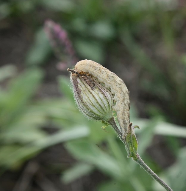 Hadeninae