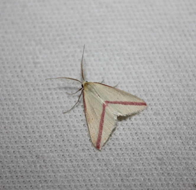 Rhodometra sacraria - rózsacsíkos araszoló