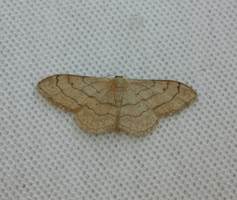 Idaea aversata - nagy sávosaraszoló