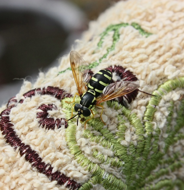 Chrysotoxum