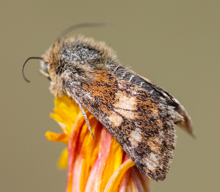 Schinia cardui - keserűgyökér-nappalibagoly