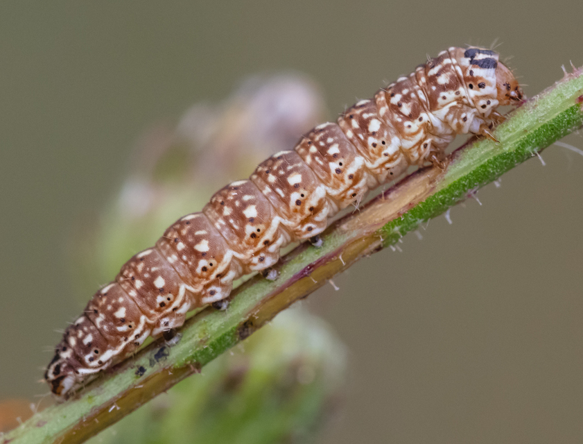 Schinia cardui - keserűgyökér-nappalibagoly