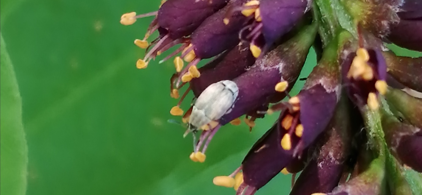 Acanthoscelides pallidipennis - gyalogakác-zsizsik