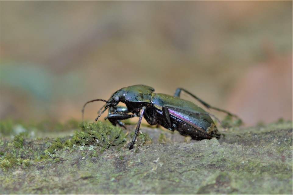 Carabus germarii exasperatus - dunántúli kékfutrinka Carabus germarii exasperatus - dunántúli kékfutrinka