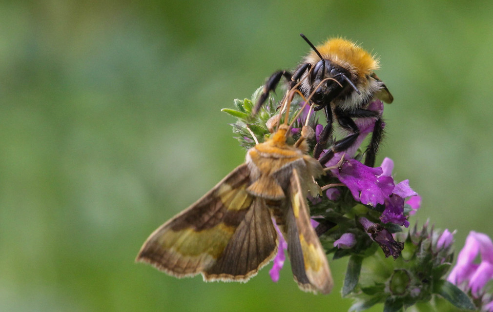 Diachrysia chrysitis - aranybagoly