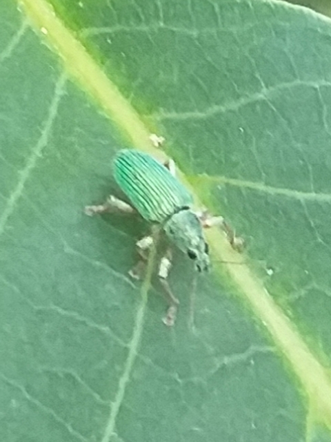 Polydrusus formosus - selymes lombormányos