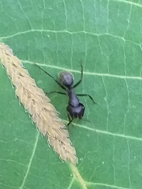 Panaphis juglandis