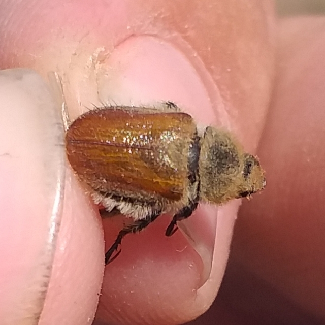 Chaetopteroplia segetum - rozsszipoly
