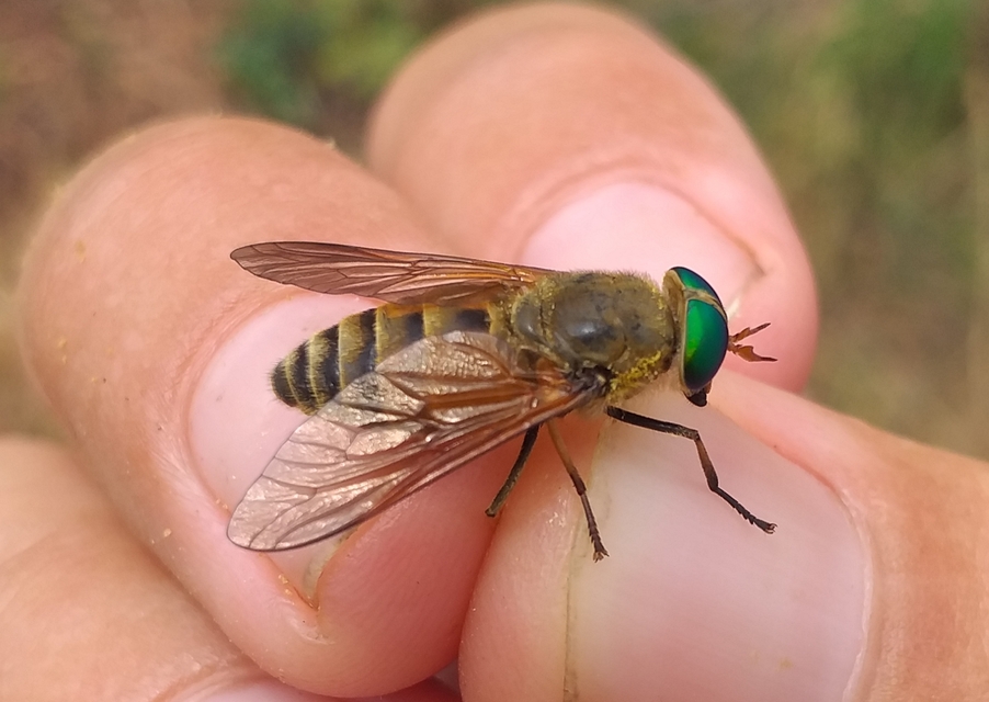 Philipomyia