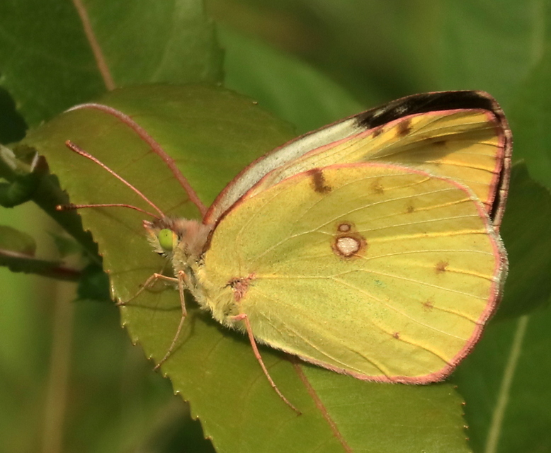 Colias alfacariensis - déli kéneslepke