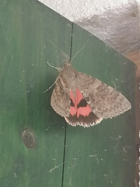 Catocala elocata - közönséges övesbagoly
