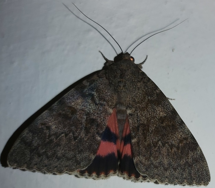 Catocala elocata - közönséges övesbagoly
