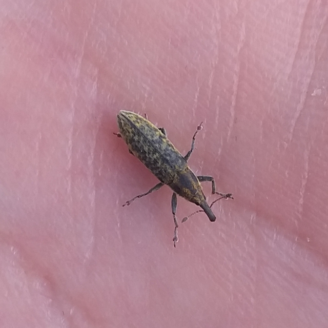 Lixus cardui/filiformis