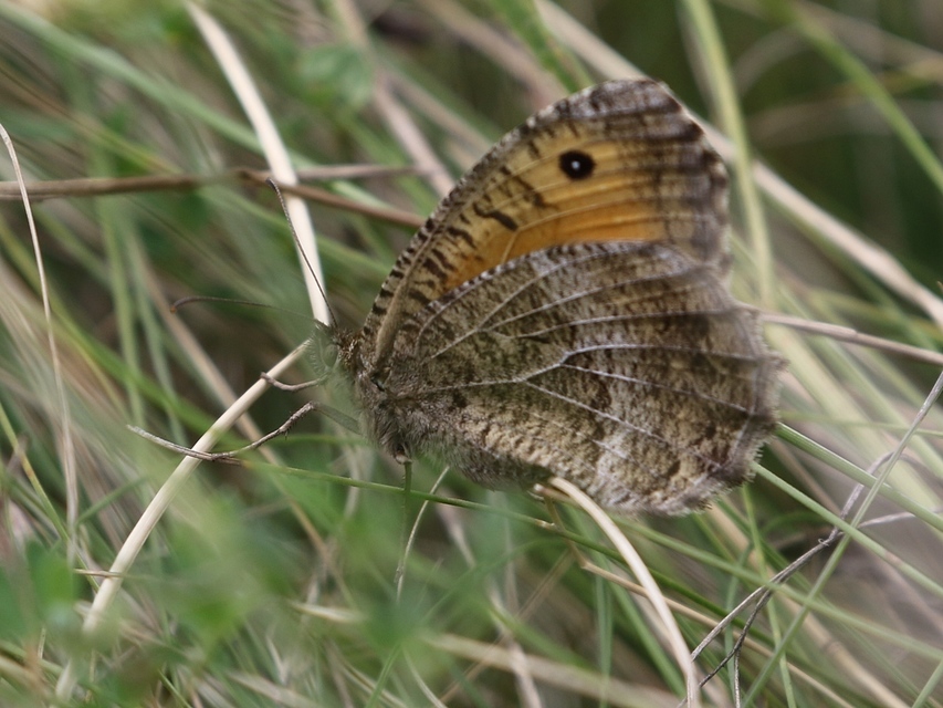 Arethusana arethusa - közönséges szemeslepke