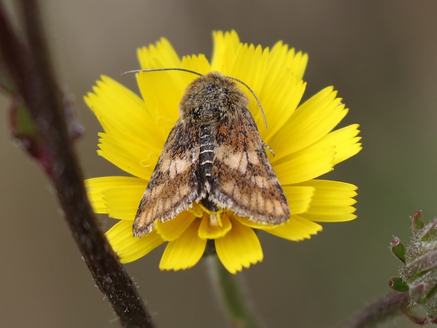 Schinia cardui - keserűgyökér-nappalibagoly