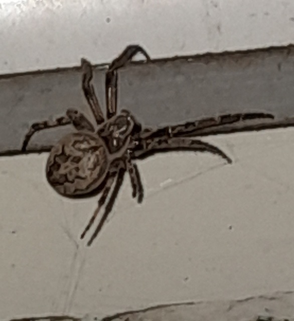 Larinioides ixobolus - ereszalji keresztespók