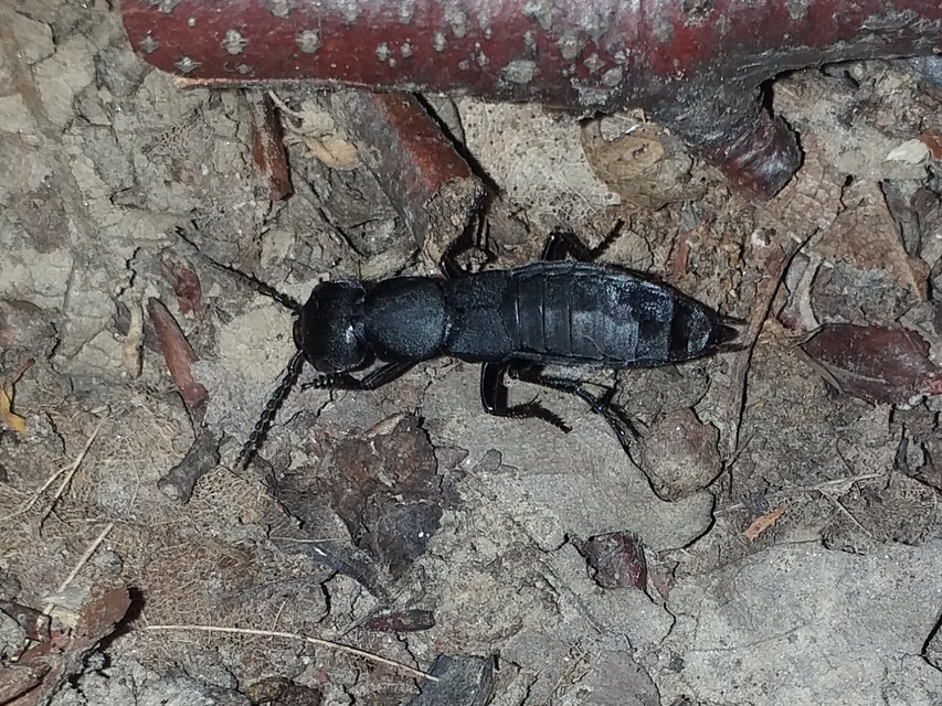 Ocypus