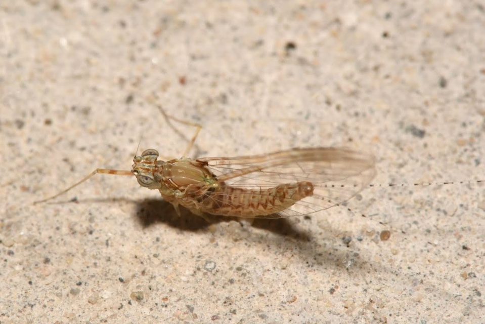 Cloeon dipterum - elevenszülő kérész