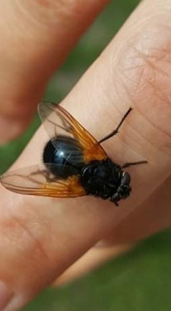 Mesembrina