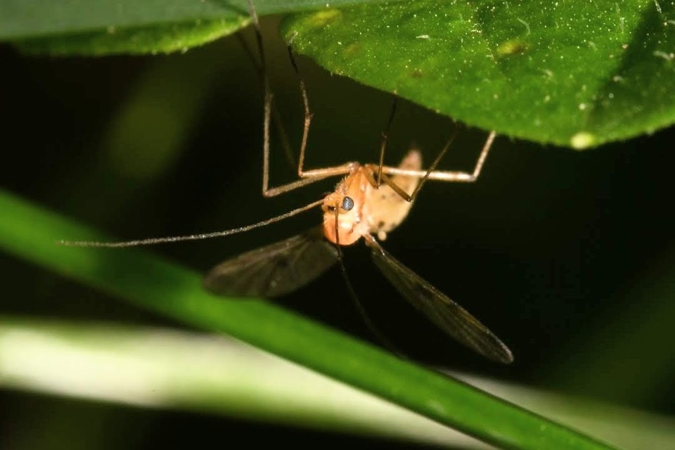 Macrocera phalerata