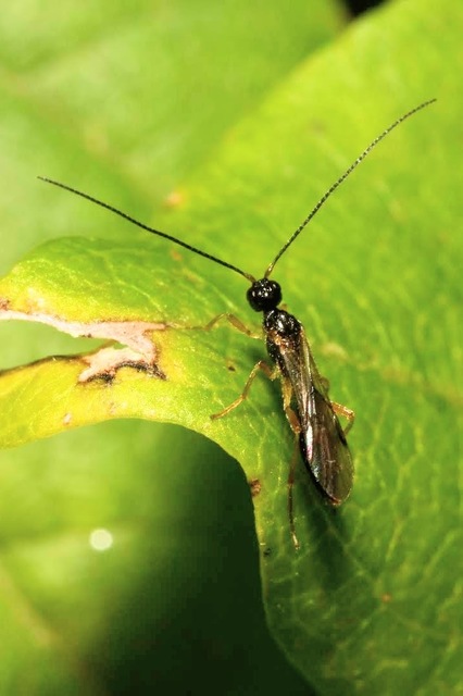 Braconidae - gyilkosfürkészek