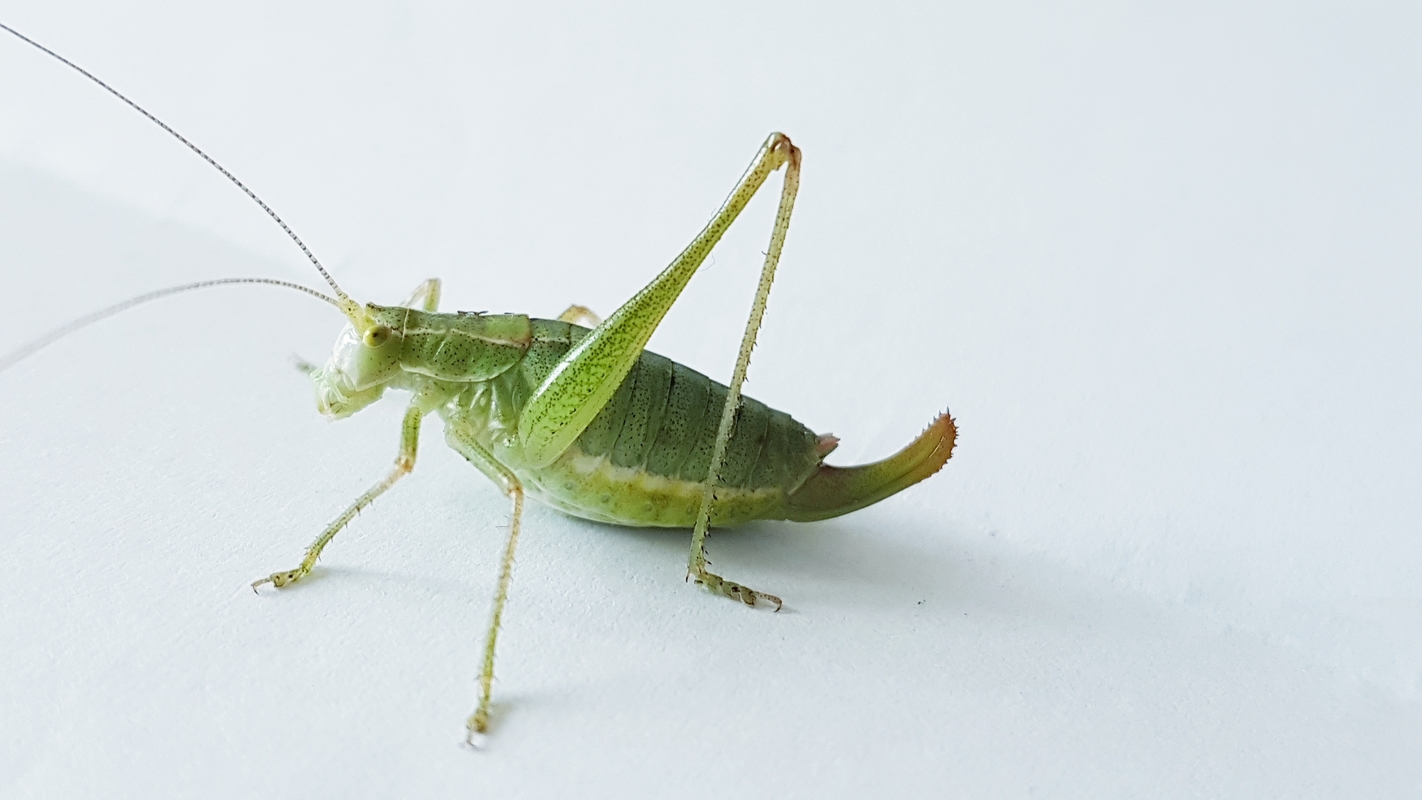 Poecilimon intermedius - keleti pókszöcske