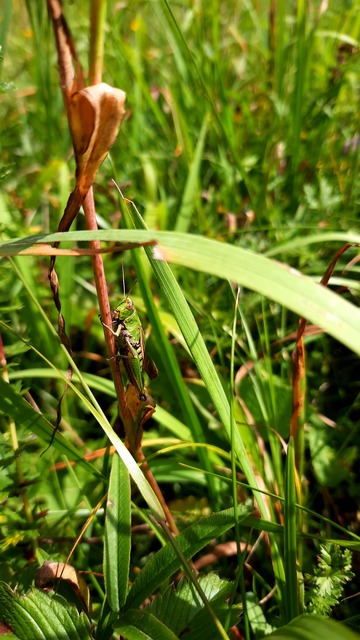 Omocestus viridulus - zöld tarlósáska
