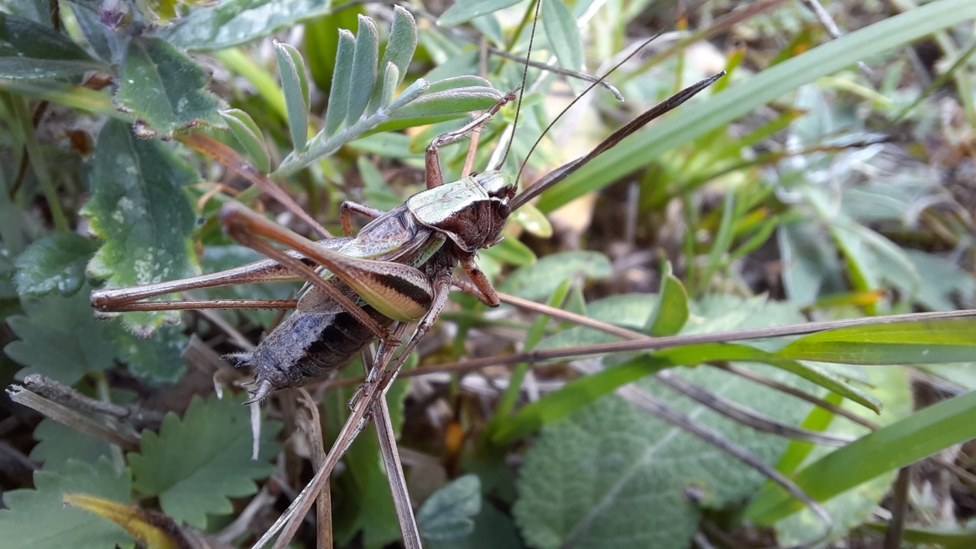 Metrioptera brachyptera - sötétzöld rétiszöcske