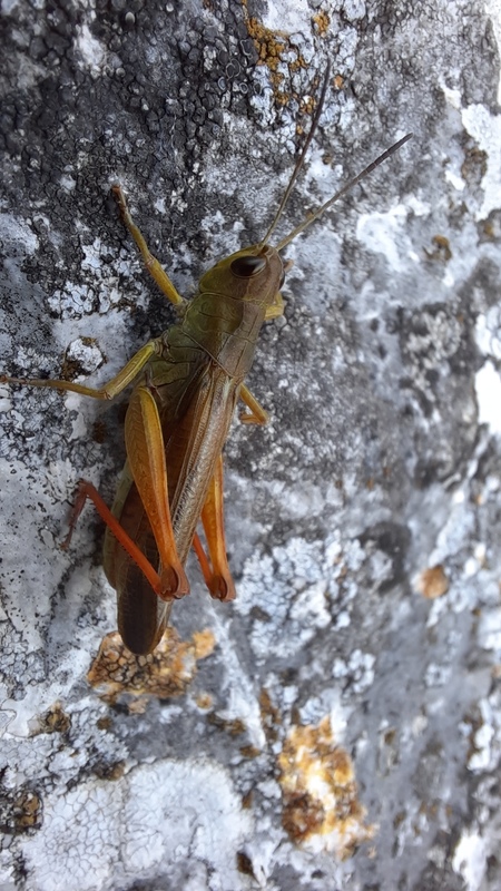 Stauroderus scalaris - hangos hegyisáska