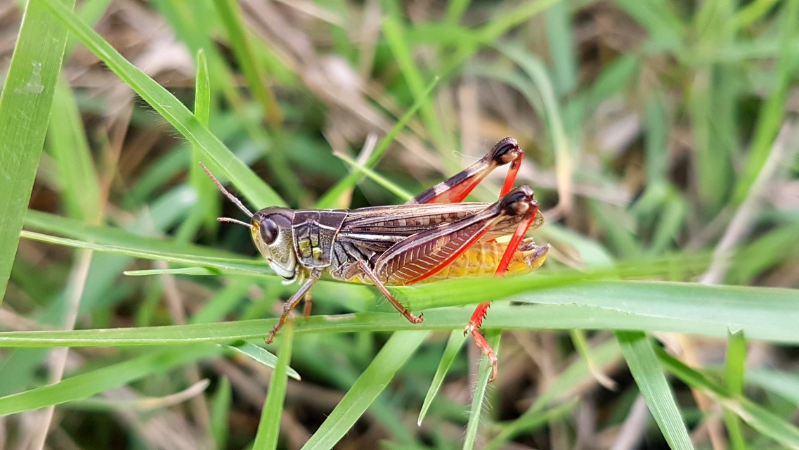 Arcyptera microptera - sztyepplejtősáska