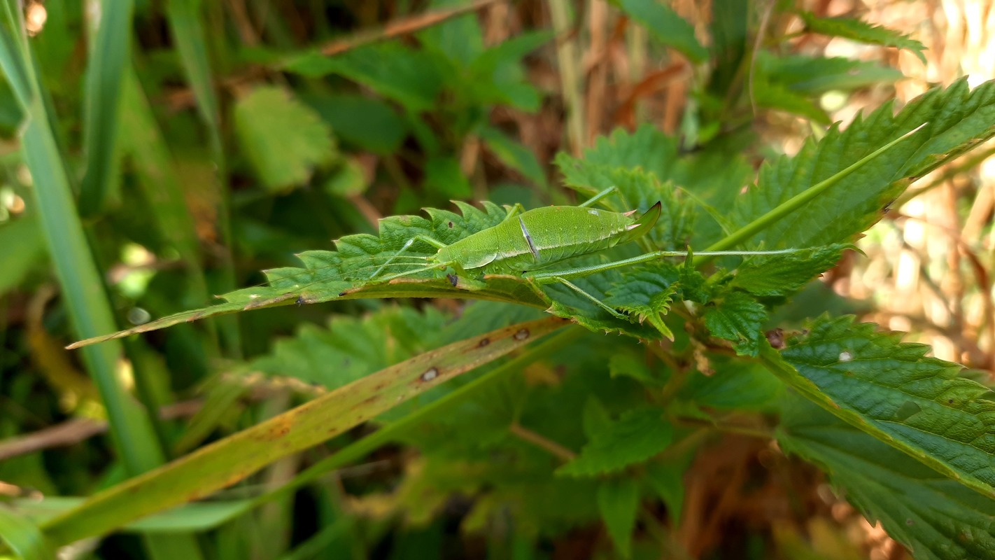 Leptophyes discoidalis - erdélyi virágszöcske