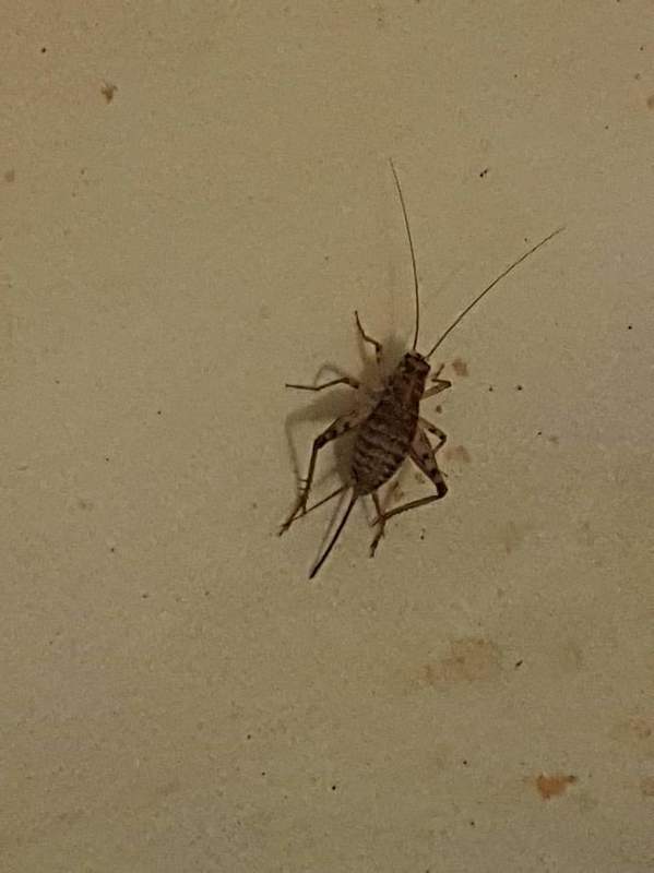 Gryllomorpha dalmatina