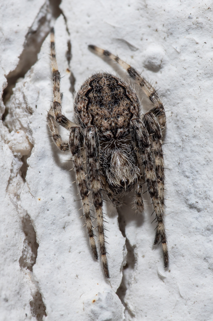 Larinioides ixobolus - ereszalji keresztespók