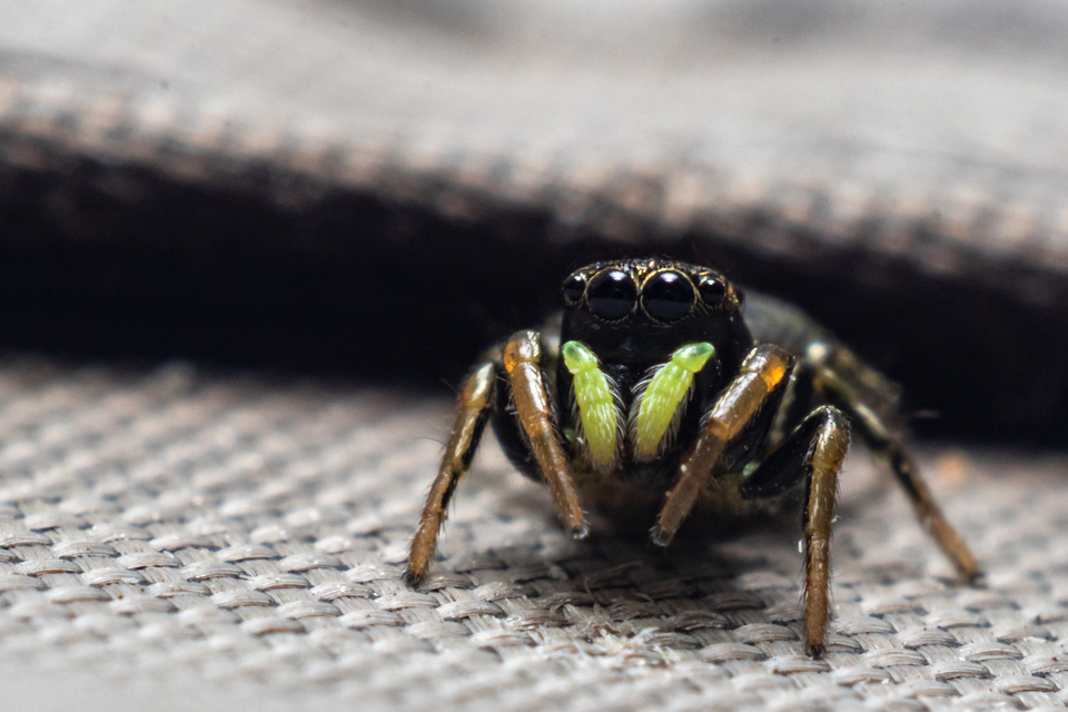 Heliophanus