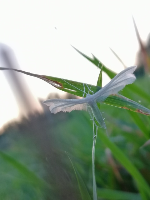 Pterophorus pentadactyla - fehér tollasmoly
